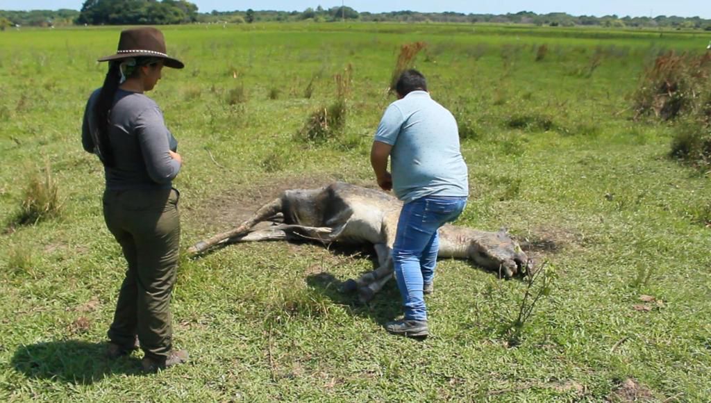 'Tigre' que atacó a un equino en Hato Corozal, no sería como lo pintan: no apareció por ningún lado
