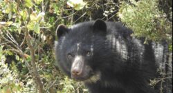No aparece Tamá, el oso de anteojos que se escapó del parque Jaime Duque
