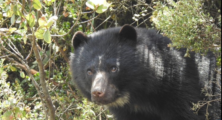 No aparece Tamá, el oso de anteojos que se escapó del parque Jaime Duque